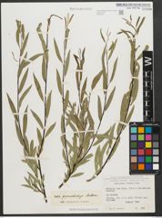 Foto von Salix pycnostachya Andersson